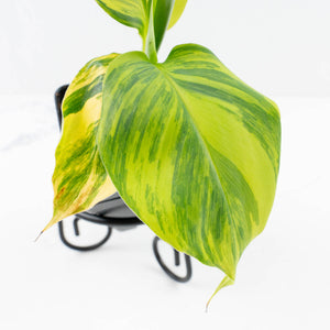 Musa sp. Aurea Variegated (wk31-T)