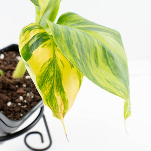 Musa sp. Aurea Variegated (wk31-T)