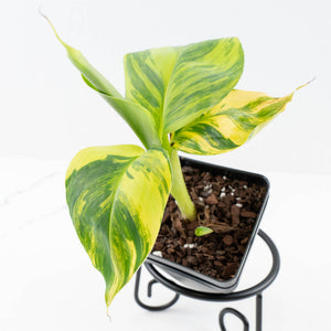 Musa sp. Aurea Variegated (wk31-T)