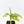 Musa sp. Aurea Variegated (wk31-T)