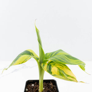 Musa sp. Aurea Variegated (wk31-T)