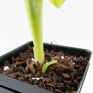 Musa sp. Aurea Variegated (wk31-T)