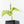 Musa sp. Aurea Variegated (wk31-T)