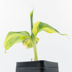 Musa sp. Aurea Variegated (wk31-T)