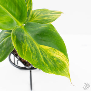 Musa sp. Aurea Variegated (wk27-G)