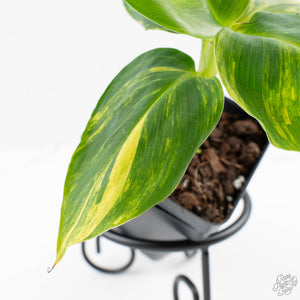 Musa sp. Aurea Variegated (wk27-G)