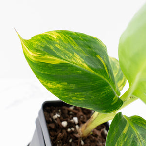Musa sp. Aurea Variegated (wk27-G)