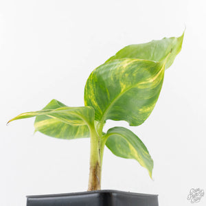 Musa sp. Aurea Variegated (wk27-G)