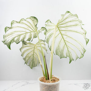 Monstera deliciosa 'Devil Monster' (wk22-UA)