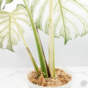 Monstera deliciosa 'Devil Monster' (wk22-UA)