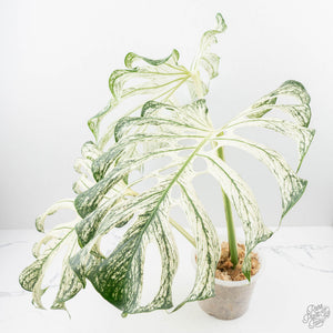 Monstera deliciosa 'Devil Monster' (wk22-UA)