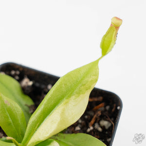 Nepenthes x St Gaya Variegated (wk44-L415)