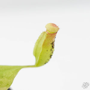 Nepenthes x St Gaya Variegated (wk44-L415)