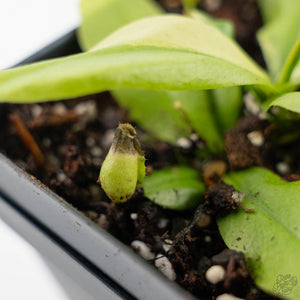 Nepenthes x St Gaya Variegated (wk44-L415)