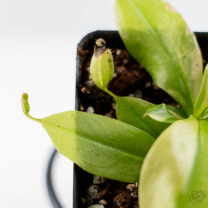Nepenthes x St Gaya Variegated (wk44-L415)