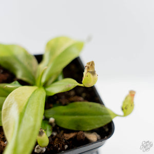Nepenthes x St Gaya Variegated (wk44-L415)