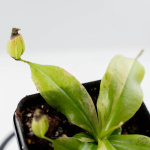 Nepenthes x St Gaya Variegated (wk44-L415)
