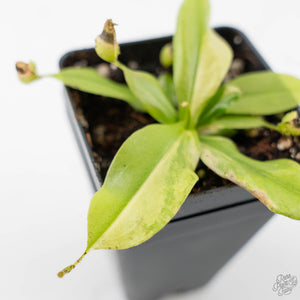 Nepenthes x St Gaya Variegated (wk44-L415)