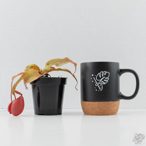 Nepenthes mirabilis var. globosa x ampullaria (Tropical Pitcher Plant)