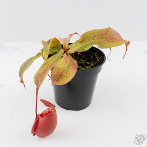 Nepenthes mirabilis var. globosa x ampullaria (Tropical Pitcher Plant)