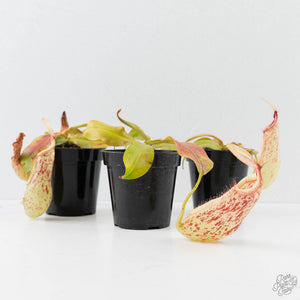 Nepenthes x dyeriana (Tropical Pitcher Plant)