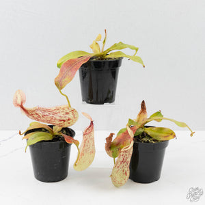 Nepenthes x dyeriana (Tropical Pitcher Plant)