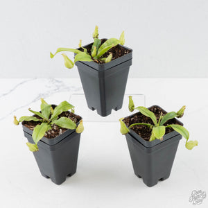 Nepenthes x hookeriana (Tropical Pitcher Plant)