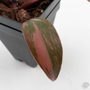 Philodendron 'Princess of Fire' (wk39-L173)