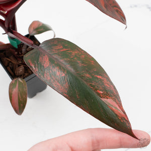Philodendron 'Princess of Fire' (wk39-L173)