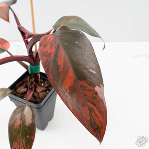 Philodendron 'Princess of Fire' (wk39-L173)