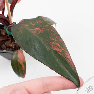 Philodendron 'Princess of Fire' (wk39-L173)