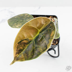 Alocasia 'Azlanii' Aurea Variegated (wk19-F)