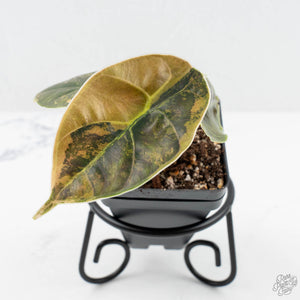 Alocasia 'Azlanii' Aurea Variegated (wk19-F)