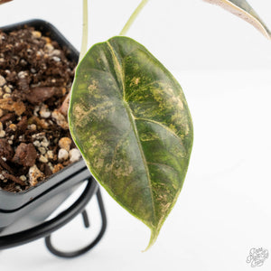 Alocasia 'Azlanii' Aurea Variegated (wk19-F)