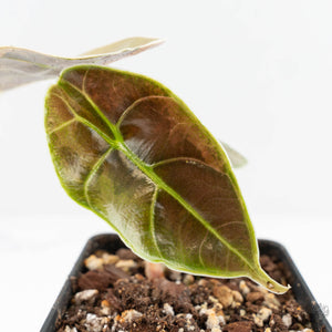 Alocasia 'Azlanii' Aurea Variegated (wk19-F)