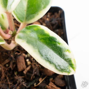Hoya Carnosa 'Madara' (aka 'Snow Angel') (wk24-UE)