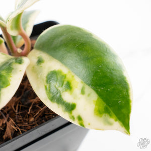 Hoya Carnosa 'Madara' (aka 'Snow Angel') (wk24-UE)
