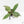 Hoya undulata *Grower's Choice*