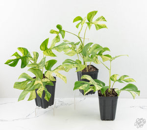 Rhaphidophora tetrasperma 'Migma' *Grower's Choice*