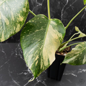 Monstera Deliciosa 'Creme Brûlée' (wk39-L182)
