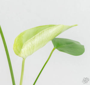 Monstera deliciosa 'Devil Monster' (wk13-UK)