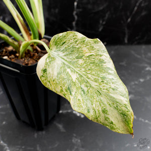 Monstera Deliciosa 'Creme Brûlée' (wk39-L182)