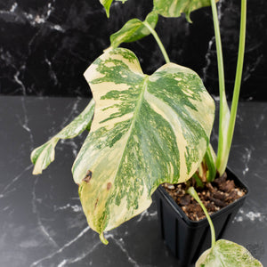 Monstera Deliciosa 'Creme Brûlée' (wk39-L182)