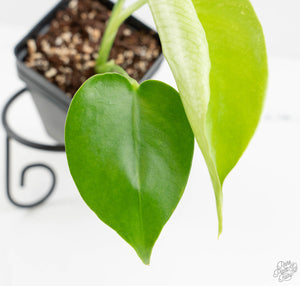 Monstera deliciosa 'Devil Monster' (wk13-UK)