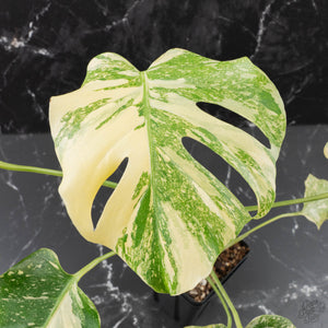 Monstera Deliciosa 'Creme Brûlée' (wk39-L182)