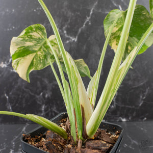 Monstera Deliciosa 'Creme Brûlée' (wk39-L182)