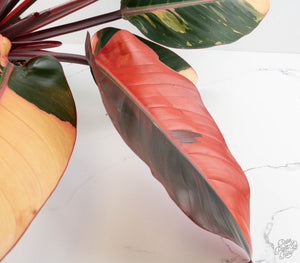 Philodendron 'Red Congo' Variegated (wk13-UB) *XL*