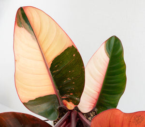 Philodendron 'Red Congo' Variegated (wk13-UB) *XL*