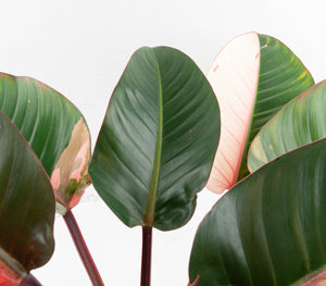 Philodendron 'Red Congo' Variegated (wk13-UB) *XL*