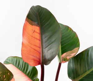 Philodendron 'Red Congo' Variegated (wk13-UB) *XL*